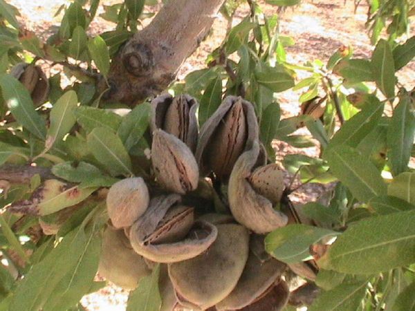 Badem Ağacı