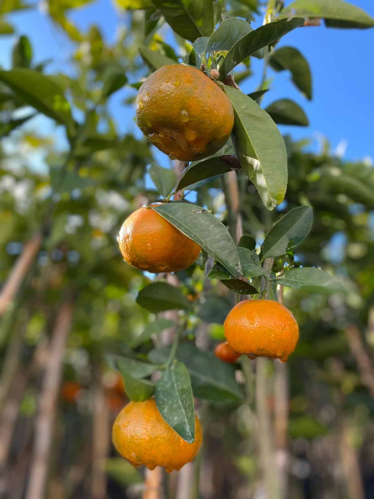 Mandalina Ağacı