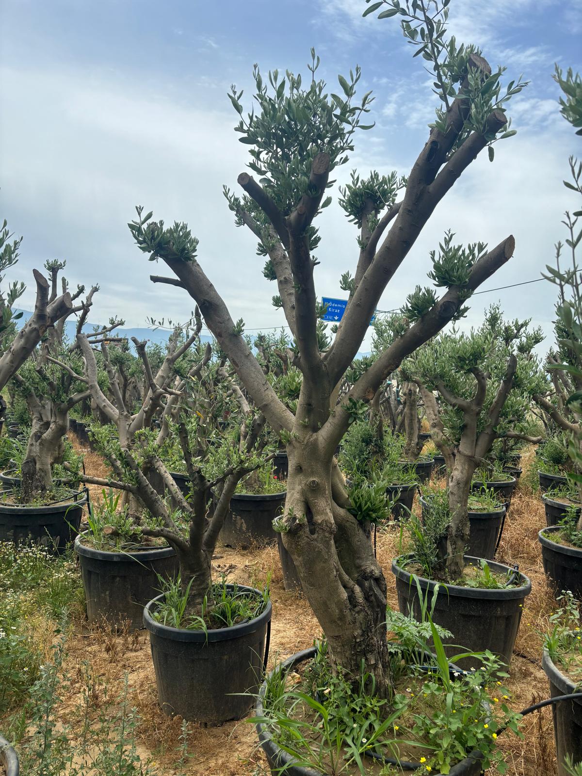 Zeytin Ağacı
